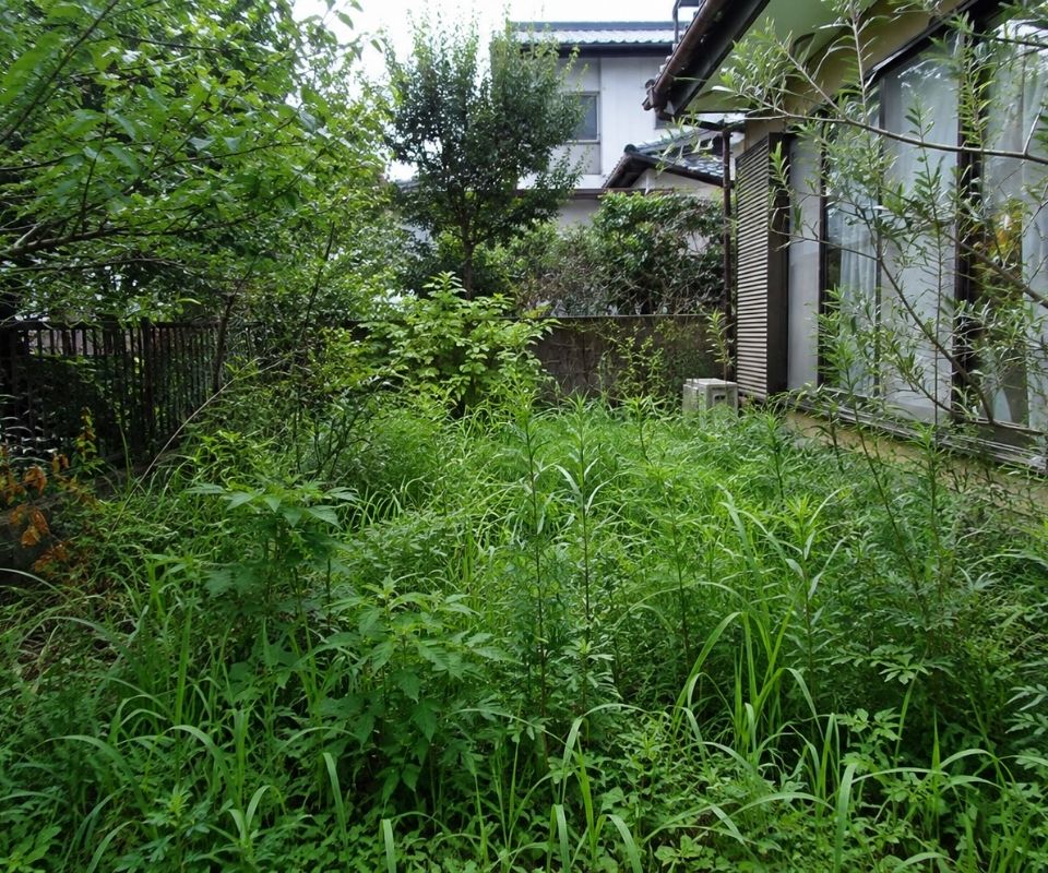 雑草や庭木が伸びて荒れた状態の庭の写真