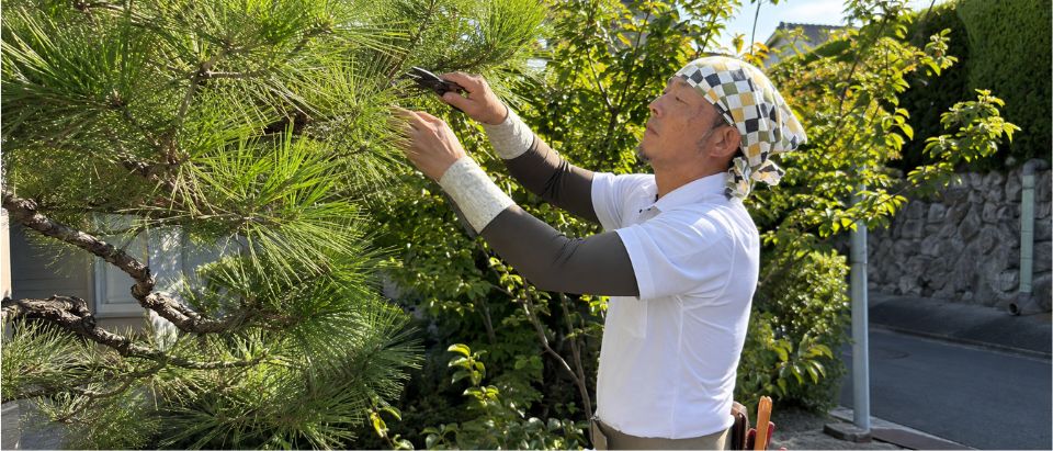 庭師が松の庭木を剪定している様子